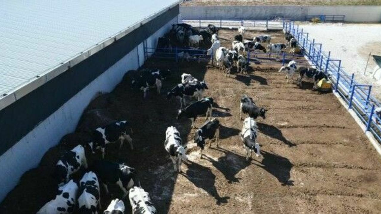 Genç girişimci Avrupa’da gördüğü çiftliği memleketinde uyguladı