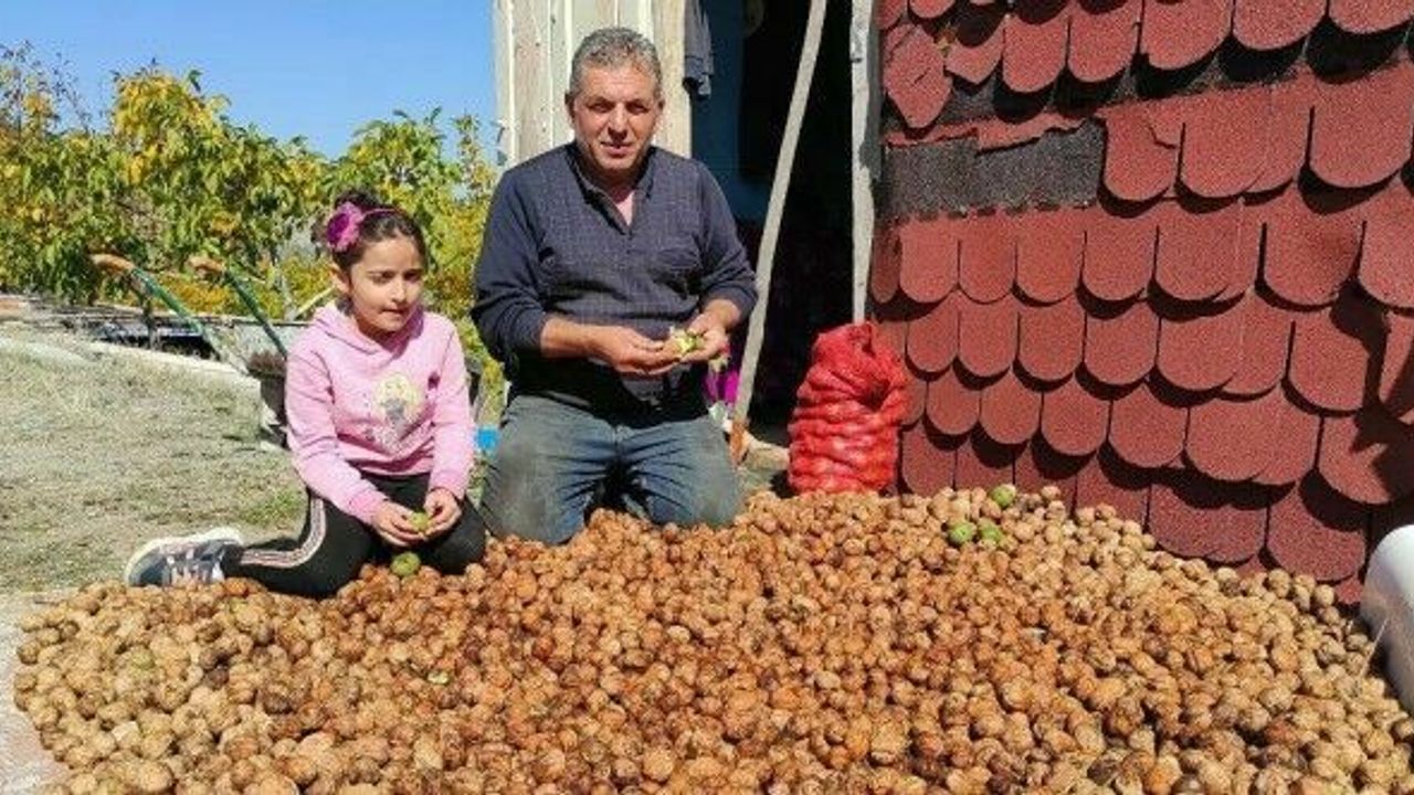 Köyüne dönüş yaptı, kurduğu ceviz çiftliğiyle siparişlere yetişemiyor