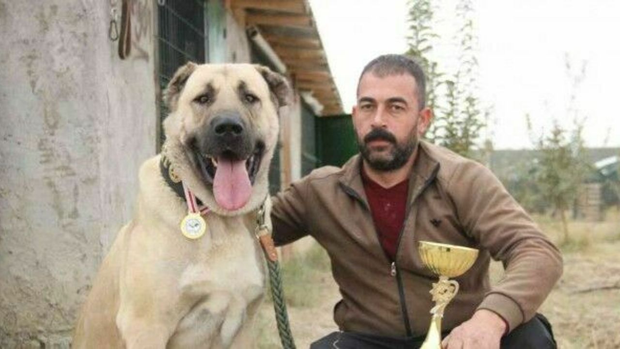 Türkiye’nin en iyi Anadolu Çoban Köpeği Karaman’dan seçildi