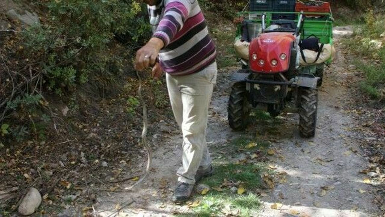 Yolda gördüğü yılanı yakalayıp eline aldı ve oynadı