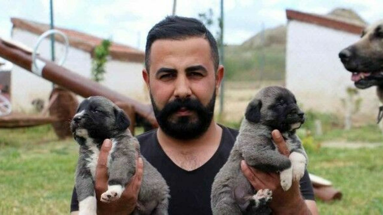 Uzman Kangal Yetiştiricisi uyardı: “Yavru Kangal alırken dikkat”