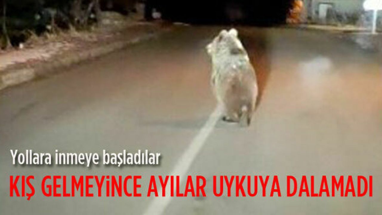 Kış uykusuna yatmayan boz ayı yola indi