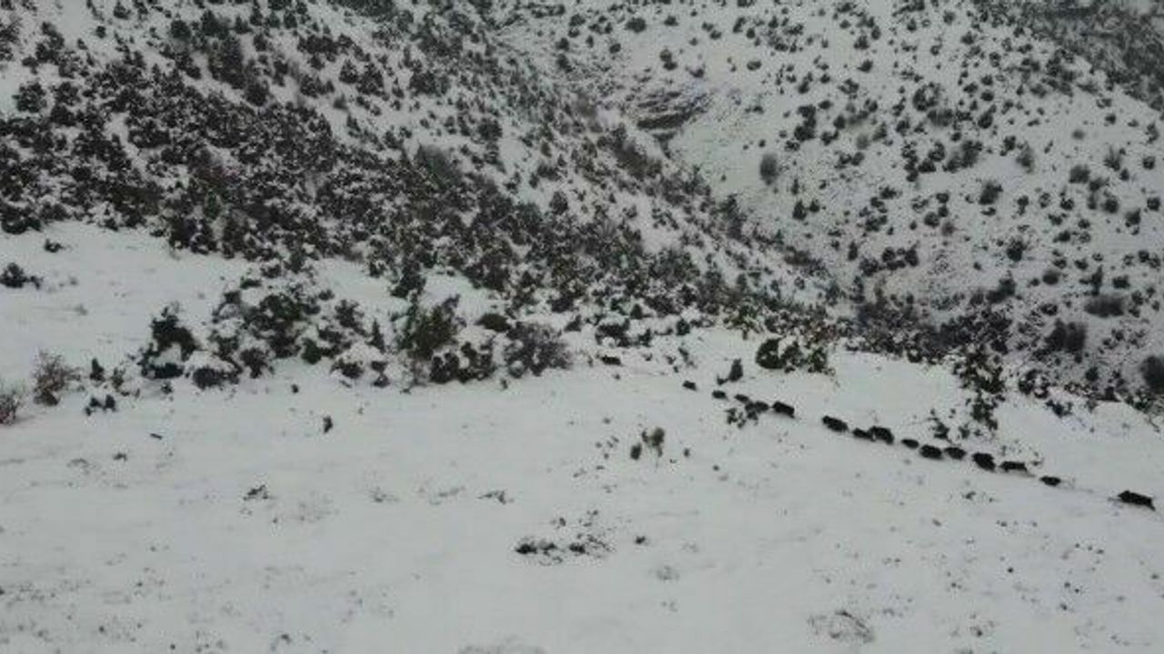 Elazığ’da kar üzerindeki domuz sürüsü dron ile görüntülendi
