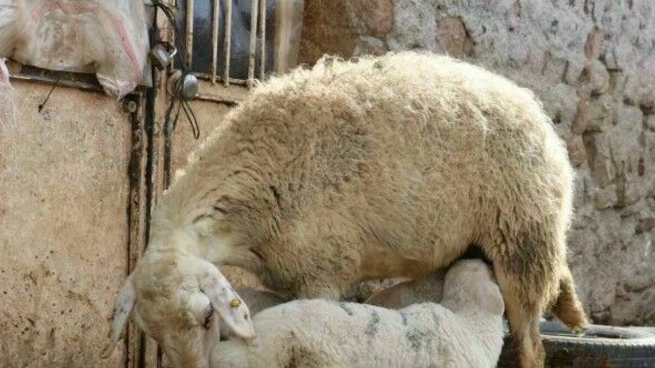 Kuzuların anneleriyle buluştuğu anlar görenlere tebessüm ettirdi