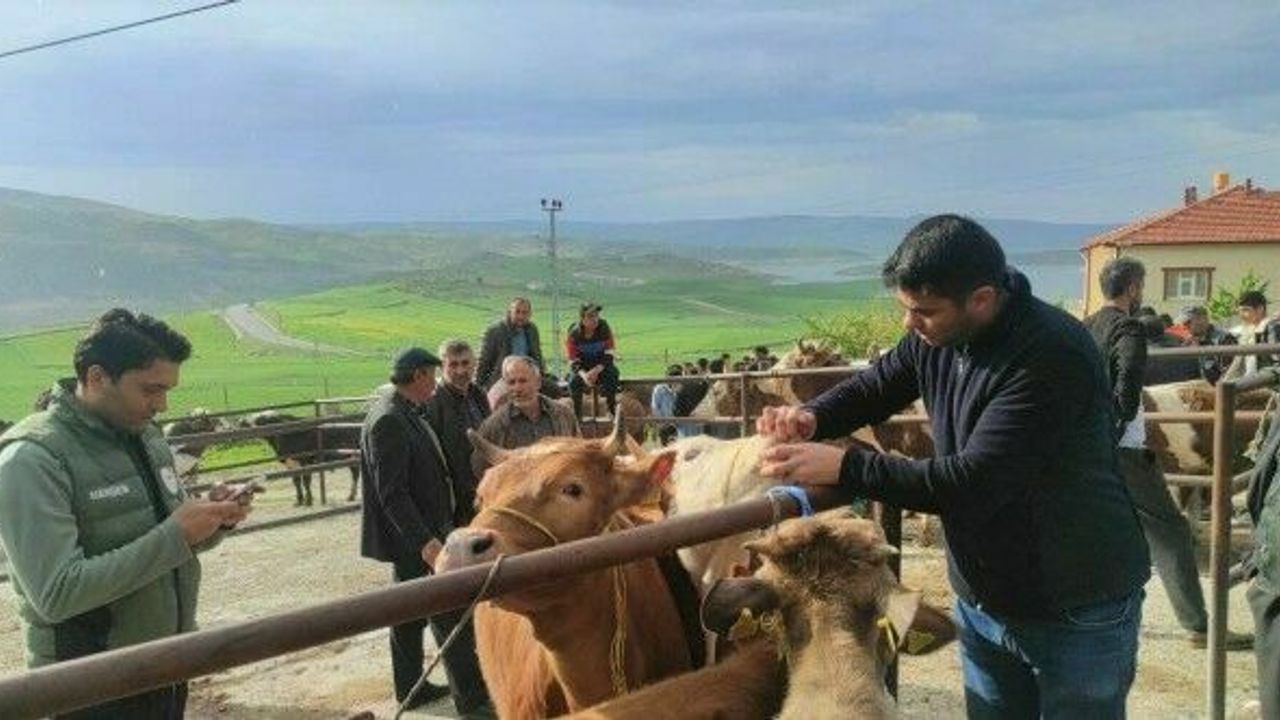 Yozgat’ta canlı hayvan pazarlarında şap hastalığına karşı sıkı tedbirler sürüyor
