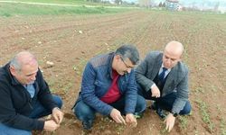 Hüyük’te araziler yağışlarla bereketlendi