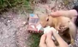 Yolda yaralı bulduğu sincaba vatandaştan şefkat eli