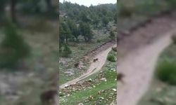 Yağmuru izlerken karşılaştılar, arabadan inmeye korktular