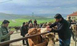 Yozgat’ta canlı hayvan pazarlarında şap hastalığına karşı sıkı tedbirler sürüyor