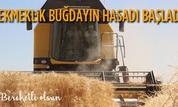 Alicantus Buğday hasadı başladı