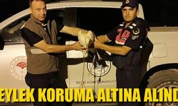 Leylek Koruma altına alındı