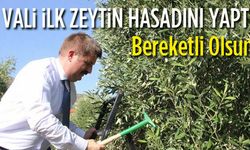En Kaliteli Zeytinin Hasadı Başladı