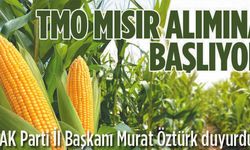 TMO mısır alımına başlıyor