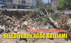 Karaman Belediyesinden Ağaç katliamı