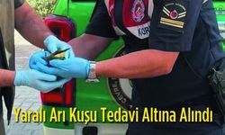 Yaralı Arı Kuşu Tedavi Altına Alındı