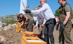 Karaman'da 400 Kınalı Keklik Doğaya Salındı