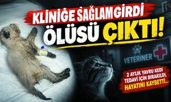 Veterinerde Dehset! Canlı olan Kedi ölü olarak teslim edildi