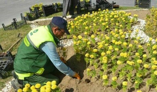 Ereğli Belediyesi park ve refüjlere çiçek dikimini sürdürüyor