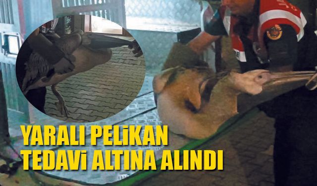 Yaralı Pelikan tedavi edilecek