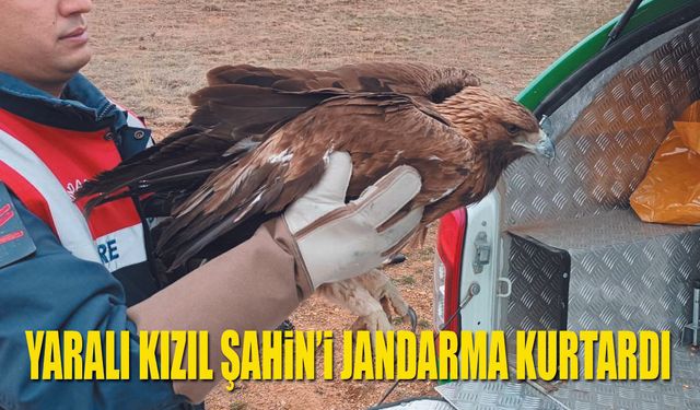 Karaman’da Yaralı Kızıl Şahin Kurtarıldı