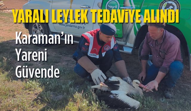 Yaralı Leylek Tedavi Altına Alındı
