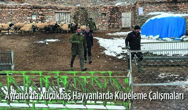 Ayrancı'da Küçükbaş Hayvanlarda Küpeleme Çalışmaları