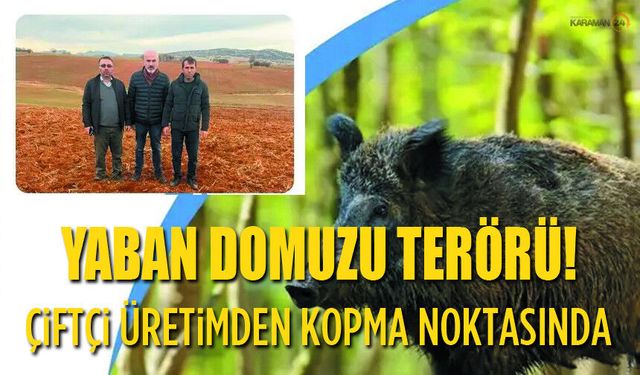 Yaban Domuzu terorü: Çiftçi Üretimden Kopma Noktasında