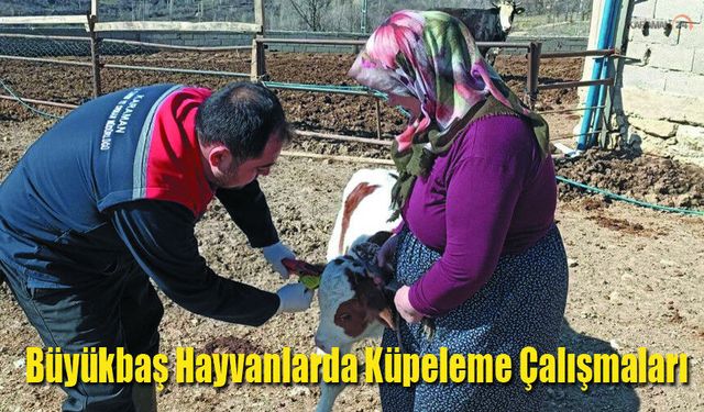 Karaman'da Büyükbaş Hayvanlarda Küpeleme Çalışmaları