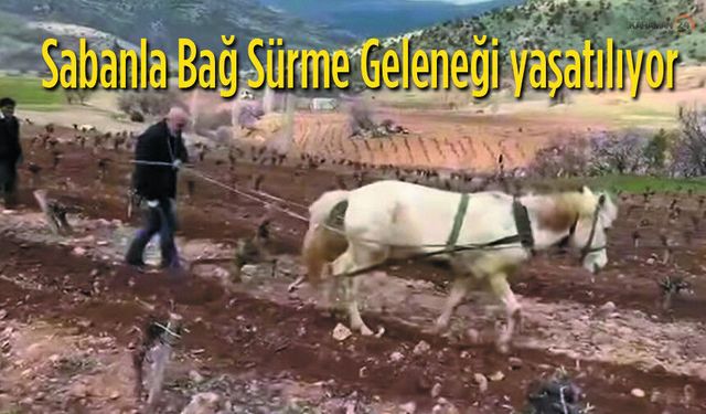 Kara Sabanla Bağ Sürme Geleneği Köylerde Yaşatılıyor