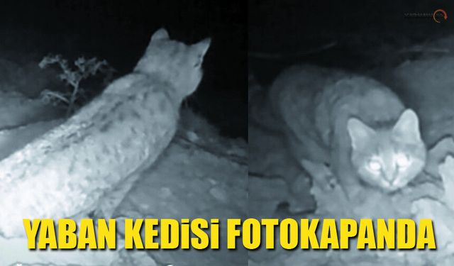 Karaman'da Fotokapan, Yaban Kedisini Görüntüledi
