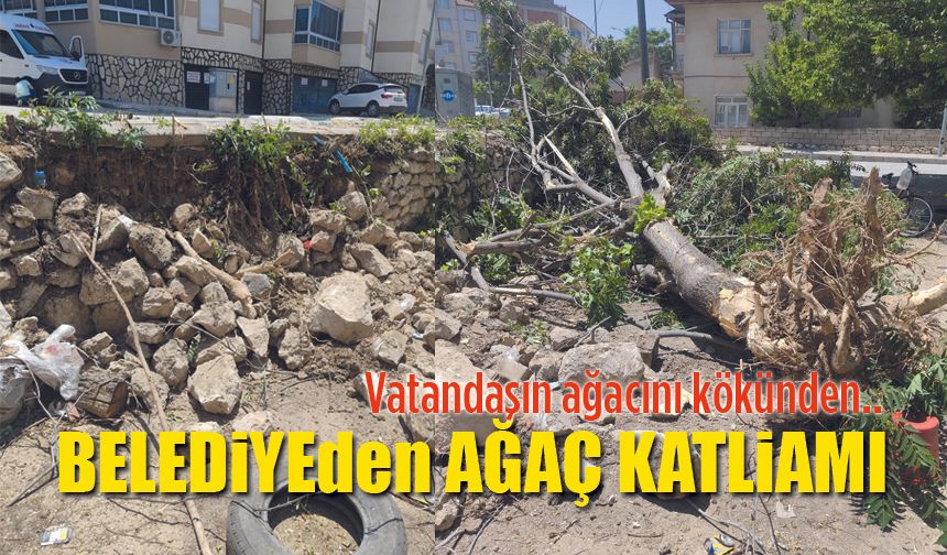 Karaman Belediyesinden Ağaç katliamı