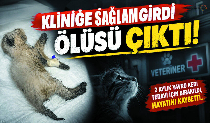 Veterinerde Dehset! Canlı olan Kedi ölü olarak teslim edildi
